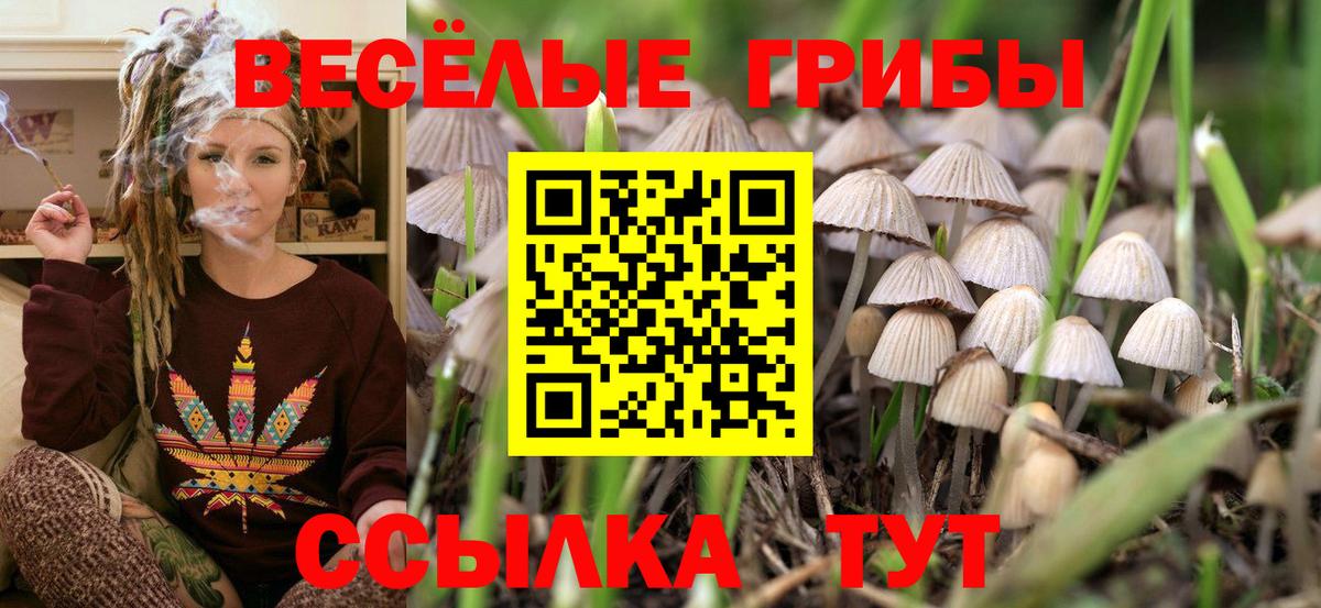 Псилоцибиновые грибы Cubensis Луховицы